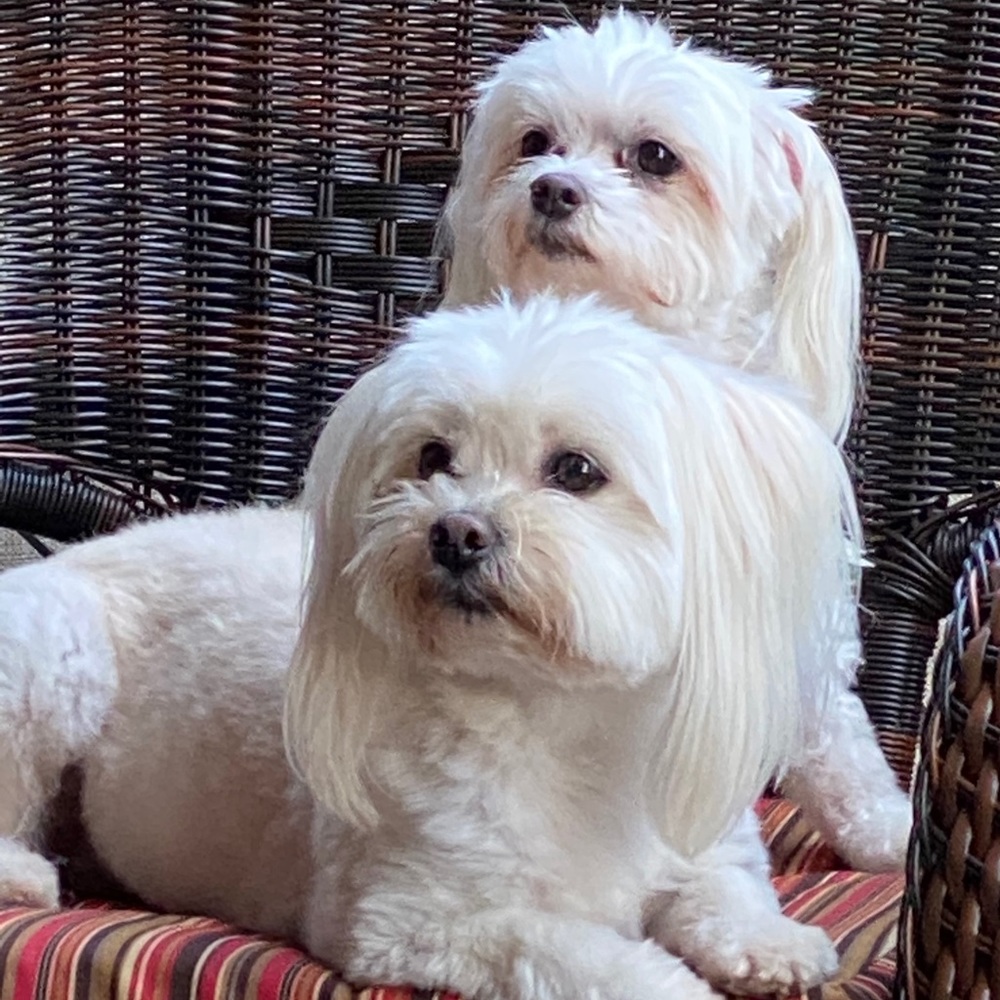 Meet your Posher, Annie